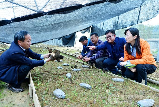 学校专家指导羊肚菌种植.jpg
